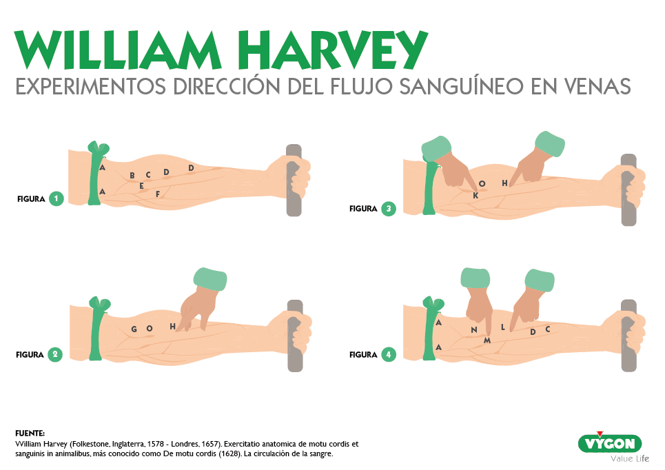 circulación sanguínea William Harvey