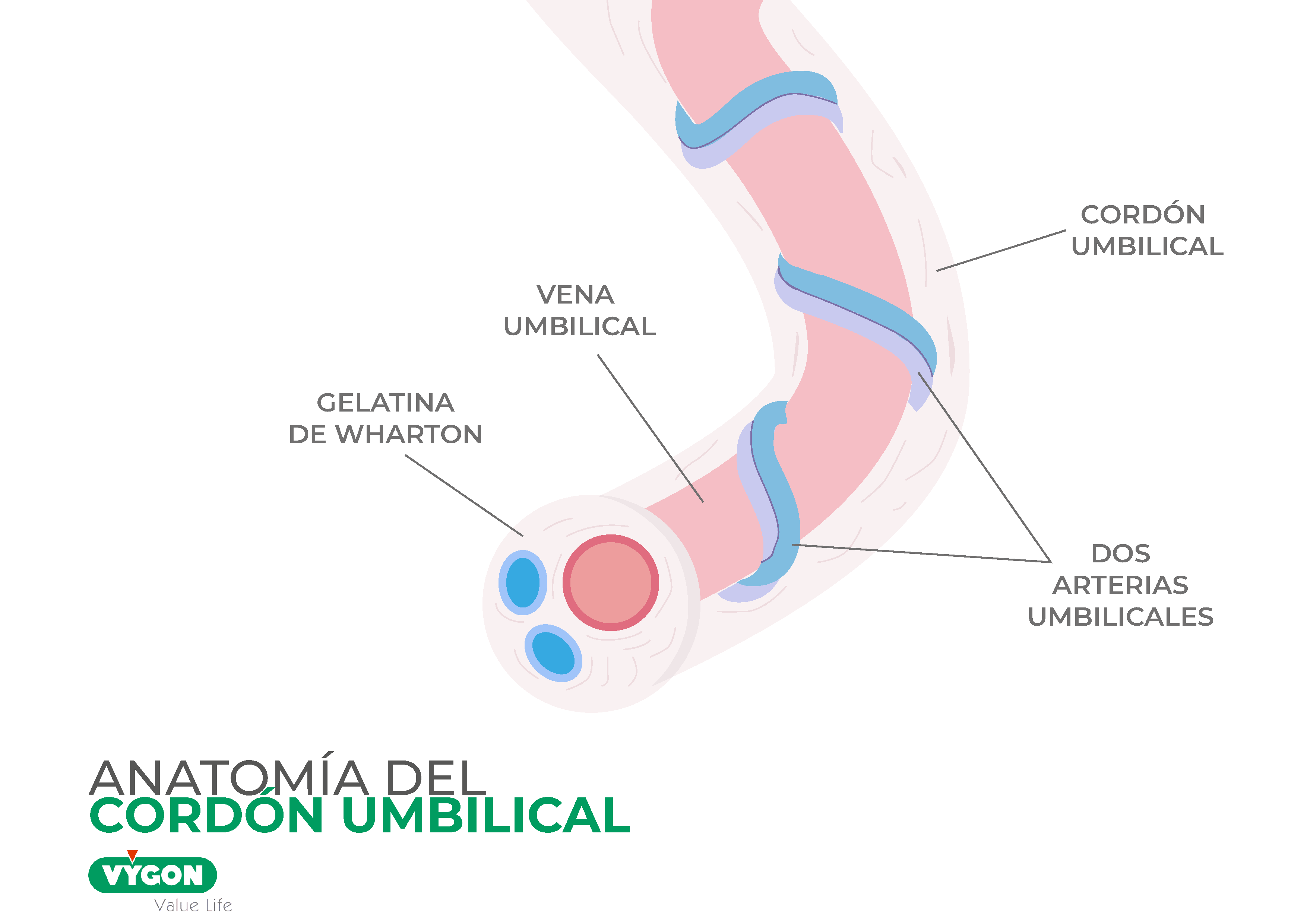 Anatomía del cordón umbilical